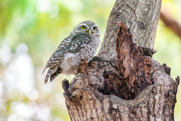Spotted owlet Athene brama nest in tree hollow.