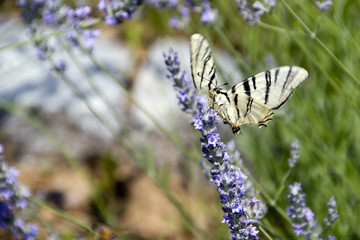 
Primo piano del  macaone ,bella farfalla bianca e nera, ferma sui fiori della lavanda