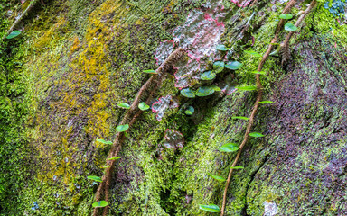Fundo de musgo verde.