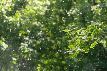 The warm summer sun shining through the canopy of tall trees. sunlight rays going through tree crowns on a sunny day.
