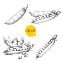 Hand drawn sketch peas sketch set. Vector organic food illustration isolated on white background.