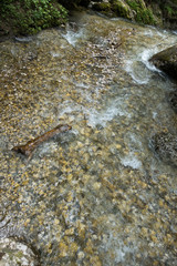 Fast river near forest in Bucegi mountains, Romania