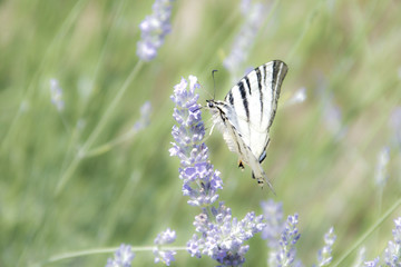 la farfalla intenta a cibarsi di nettare dai fiori di lavanda