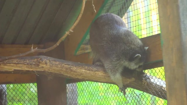 Raccoon