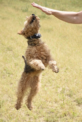 Hund im Sprung zu einer Hand im Spiel an einem sonnigen Tag in der Mittagssonne der Mittagshitze...