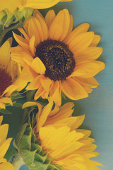 Sunflowers on blue wooden background close up, retro toned