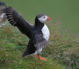 Puffin spread his wings