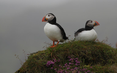 Puffins