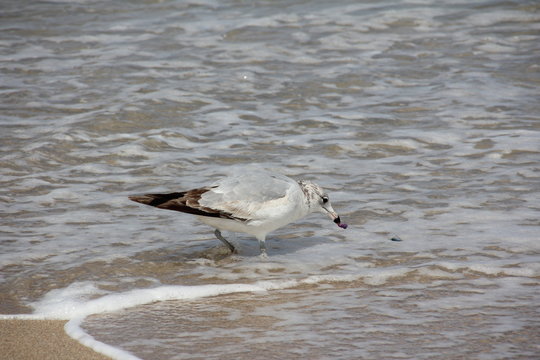 Ring-Billed Gull looking for food at the beach / Palm Beach, Atlantic Ocean, Florida, USA