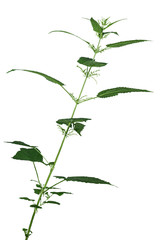 Freigestellte ganze Brennessel (Urtica) aus der Familie der Brennnesselgewächse (Urticaceae) der Ordnung Rosenartige (Rosales) vor weißem oder grauen Hintergrund
