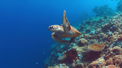 Obraz na płótnie Canvas Green Sea turtle swims on a colorful coral reef.