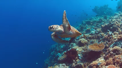 Cercles muraux Tortue Green Sea turtle swims on a colorful coral reef.