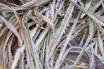 Frosty Autumn Grass in Yellow and Green