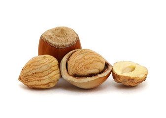 Hazelnut isolated on white
