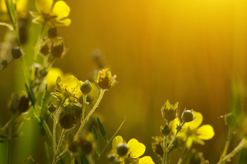 Spring flowers on sun