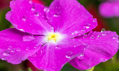 Flor macro.