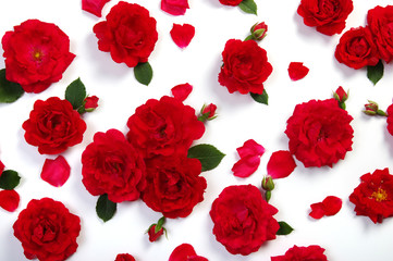 Red roses on white