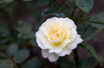small yellow rose with green leaves as background