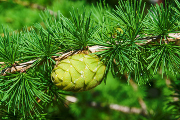 Summer landscape. Green immature lump larch tree closeup