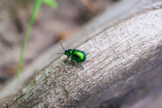 Summer landscape. A small glowing green beetle on the old grey tree branch, shooting macro