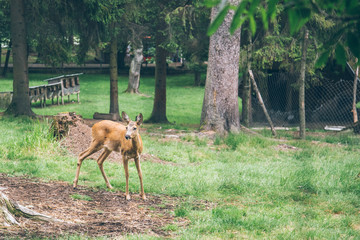 Young deer walking at a park