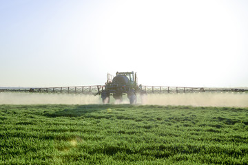 Fototapeta premium Tractor on the sunset background. Tractor with high wheels is making fertilizer on young wheat. The use of finely dispersed spray chemicals
