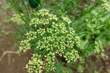 ６月下旬の菜園