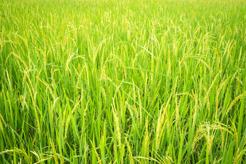 Green ear of rice in paddy rice field.