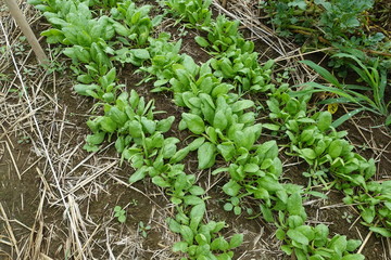 ほうれん草の芽