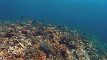Naklejka na ściany i meble Whitetip reef shark on a colorful coral reef with plenty fish.