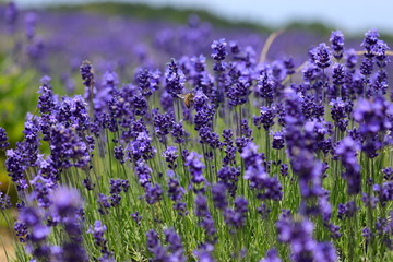 ラベンダー畑 ミツバチ