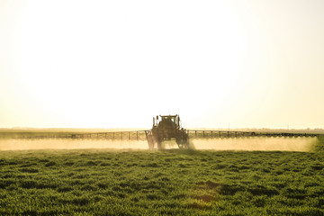 Naklejka premium Tractor on the sunset background. Tractor with high wheels is making fertilizer on young wheat. The use of finely dispersed spray chemicals