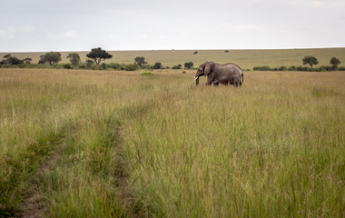 Fototapeta premium African elephant walks on savannah in Masai Mara