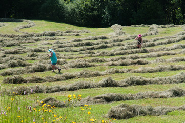 Naklejka premium heuernte im kleinwalsertal