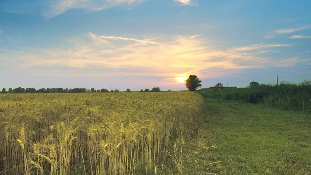 yellow ears of wheat field under sunset in Italian countryside