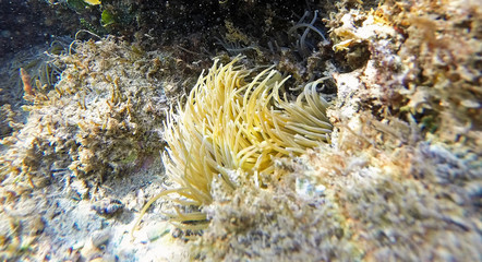 Anemone in clean water