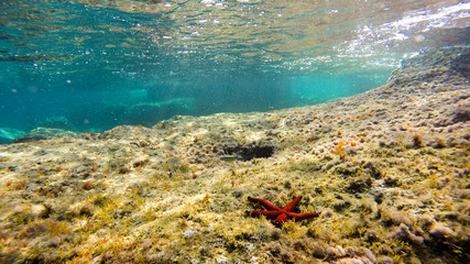 Red sea star in beautiful clean water