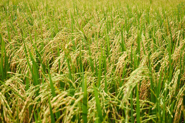 Rice paddies in the green rice fields of Thai farmers organic rice.