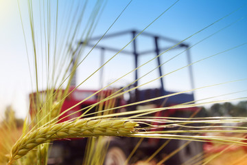 Ear of Barley on a field in front of a tractor. Selective focus on the ear