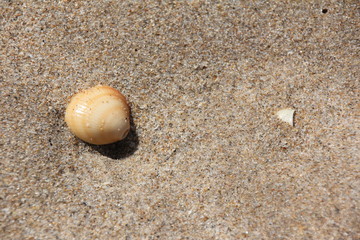 Fototapeta na wymiar Mussel shells and sand / Palm Beach, Florida, USA