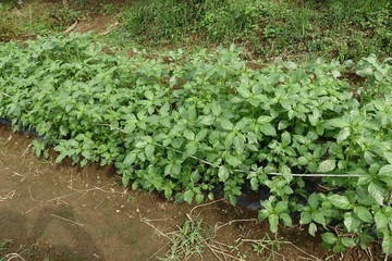 ６月下旬の菜園