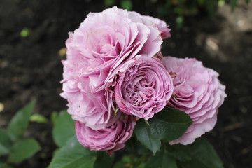 Waterfall Roses