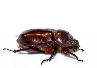 weiblicher Nashornkäfer (Oryctes nasicornis), Käfer, Natur, Deutschland 