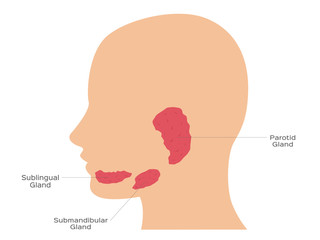 Salivary glands ( sublingual , submandibular and parotid gland )