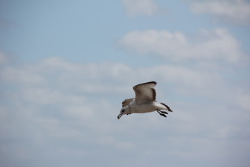 Ring-Billed Gull flying in the sky, Palm Beach, Atlantic Ocean, Florida, USA