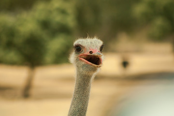 avestruz &ntilde;and&uacute; safari madrid sierra