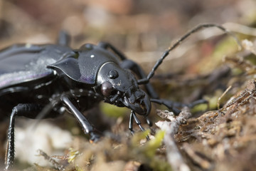 ground beetle