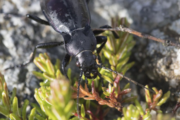 ground beetle