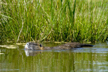 Ragondin, coypu, Myocastor coypus