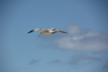 Fototapeta na wymiar Ring-Billed Gull flying in the sky, Palm Beach, Atlantic Ocean, Florida, USA